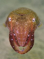   Mourning Cuttle Chowder Bay  